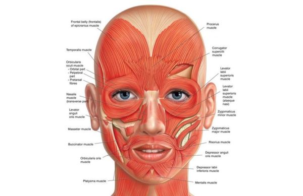 ONLINE Focus Awards Level 4 Award in Facial Anatomy and  Physiology